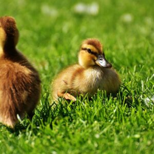 ducklings, young, ducks-2426644.jpg