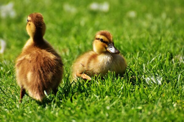 ducklings, young, ducks-2426644.jpg