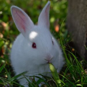 rabbit, grass, cute-3273987.jpg