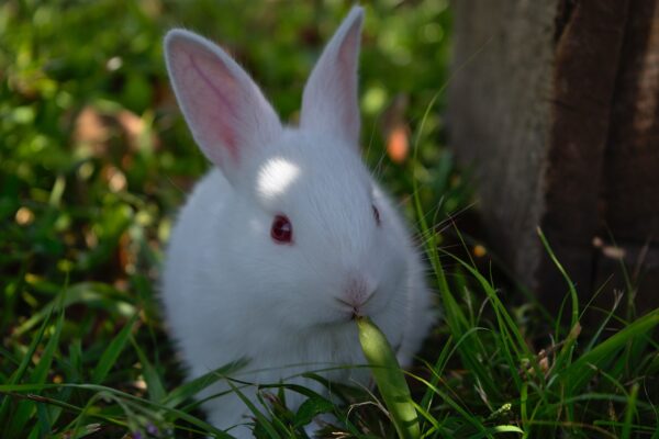 rabbit, grass, cute-3273987.jpg