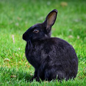 rabbit, rodent, animal-4201218.jpg