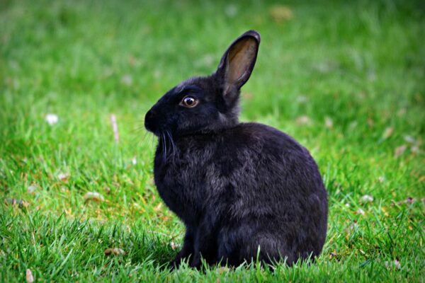 rabbit, rodent, animal-4201218.jpg