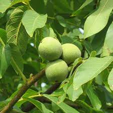 walnut tree