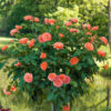 24" Tree Rose Jump for Joy - Image 2