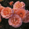 24" Tree Rose Jump for Joy
