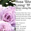 36" Tree Rose Silver Lining - Image 3